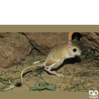 گونه دوپای خراسانی Northern three – toed Jerboa